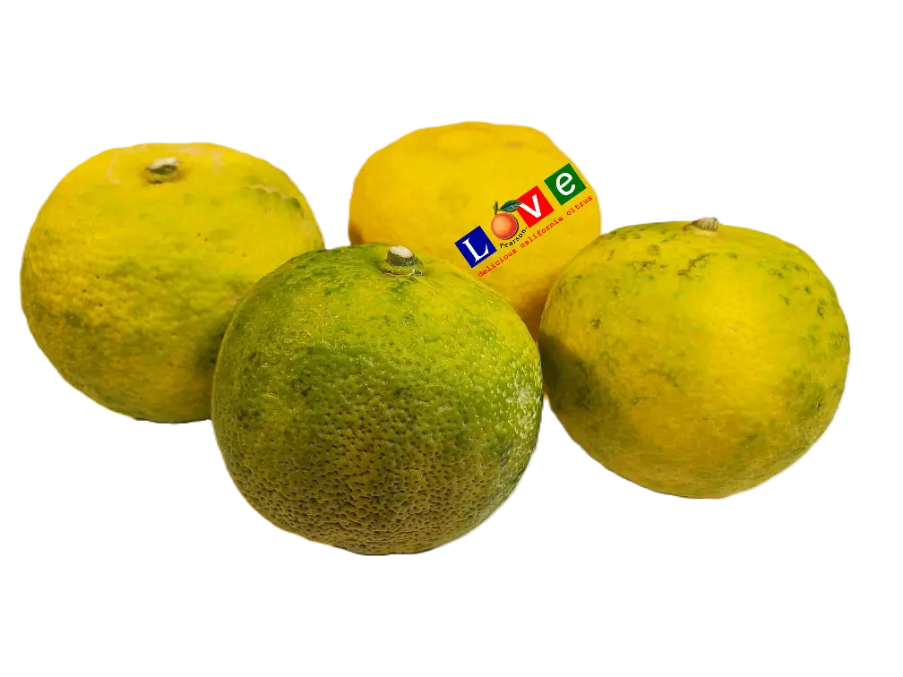 果物 yuyu Yuzu Citrus- Pearson Ranch