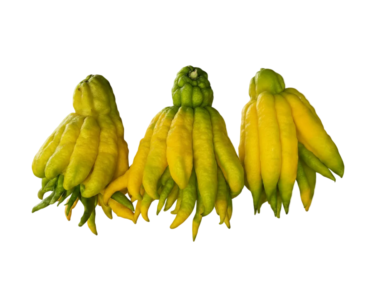 Buddha Hand Citron Pearson Ranch