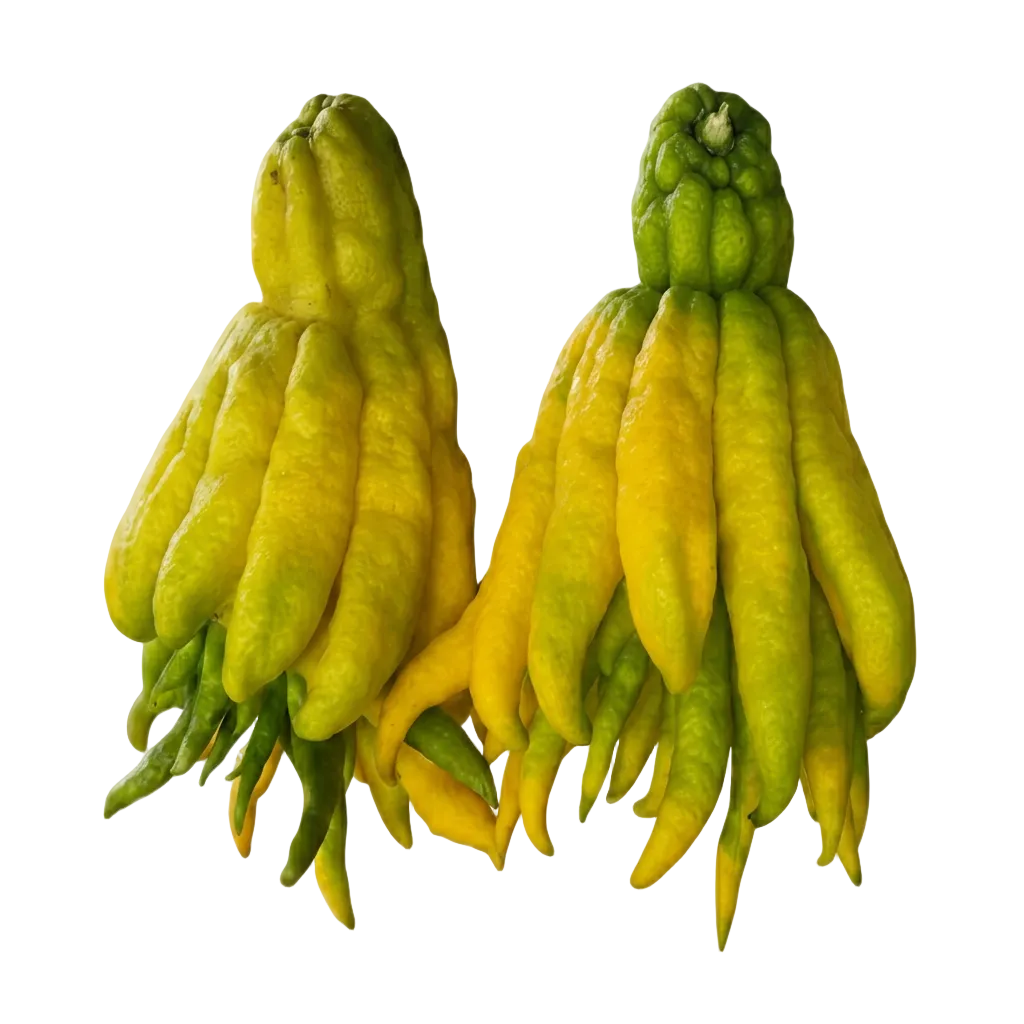 Buddha Hand Citron Pearson Ranch