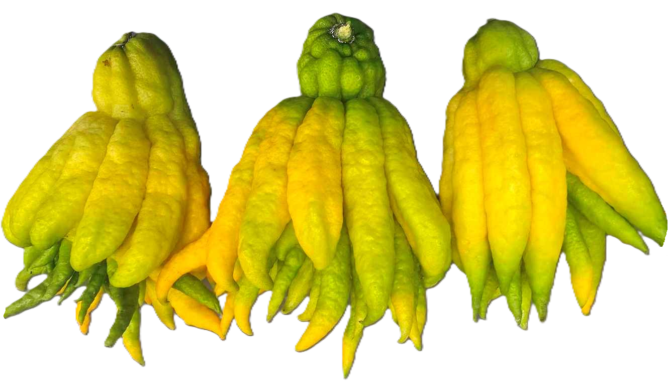 Buddha Hand Citron