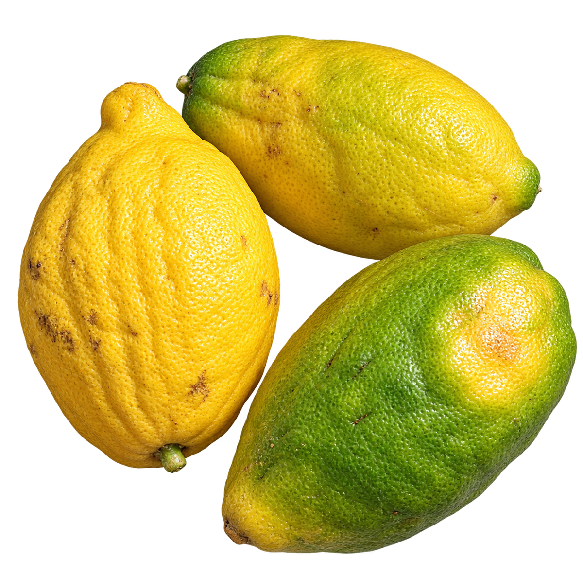 Etrog Citron CHOICE Grade - 1 Pound with Shipping Included (1-2 ct.) Pearson Ranch