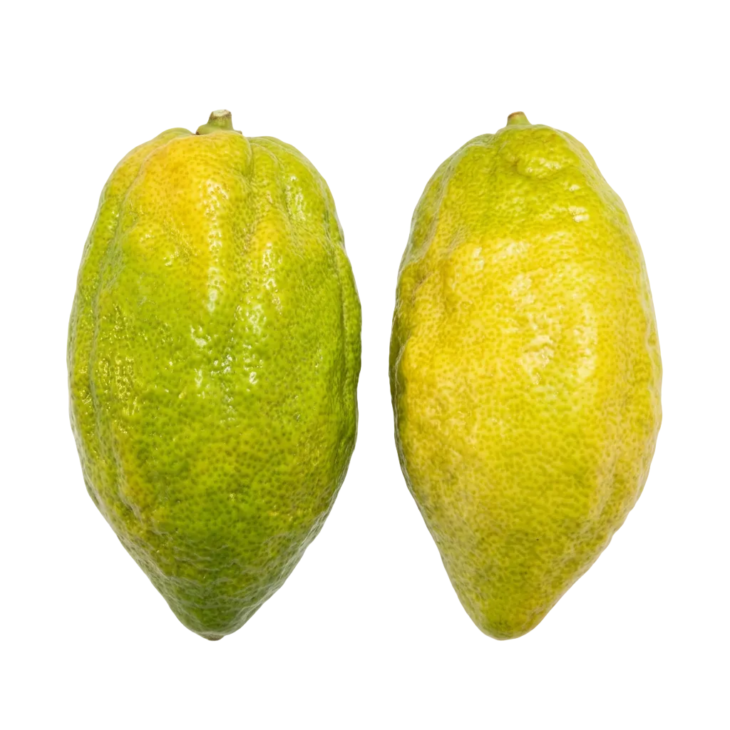 Etrog Citron - 1 Pound with Shipping Included (1-2 ct.) Pearson Ranch