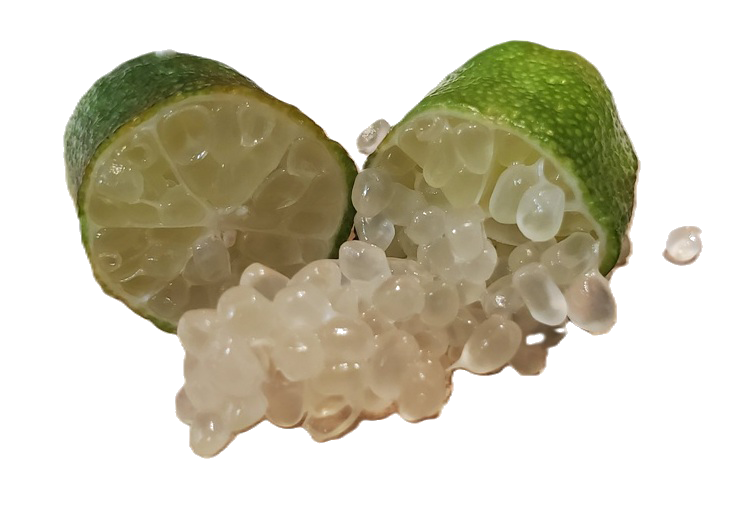 Finger Limes - 1 Pound (16 oz.) Pearson Ranch