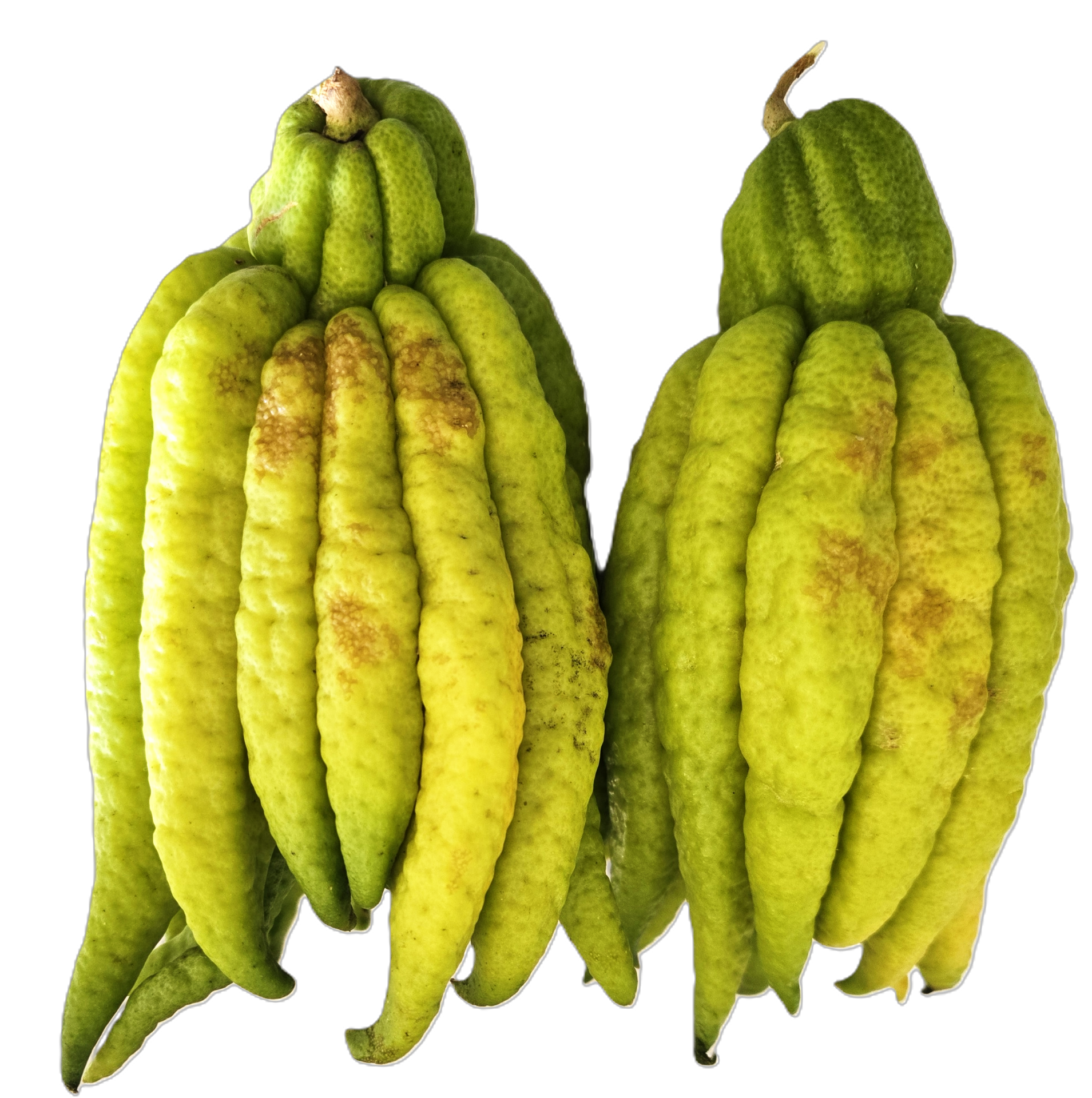 Buddha Hand Citron CHOICE Grade – Pearson Ranch