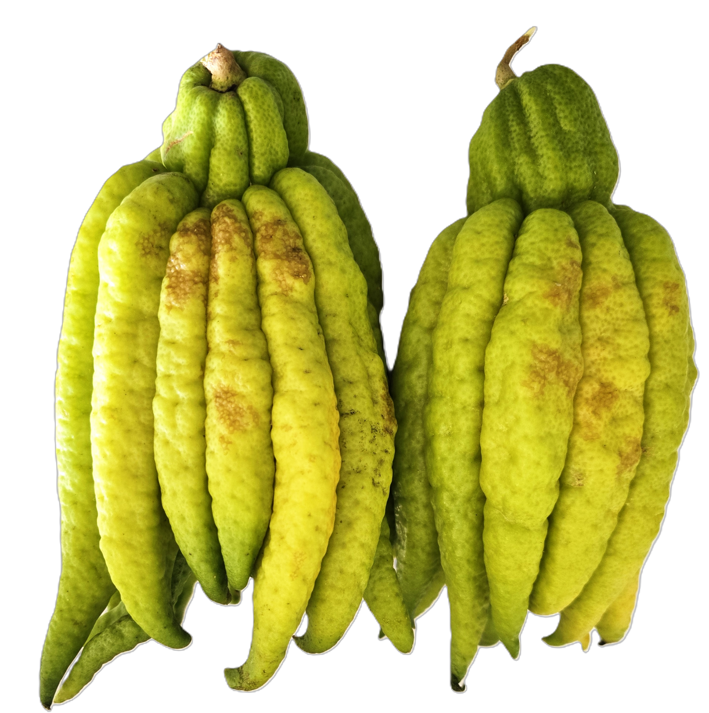 Buddha Hand Citron CHOICE Grade Pearson Ranch
