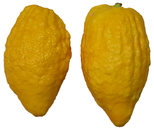 Etrog Citron - 5 Pounds with Shipping Included (4-12 ct.)