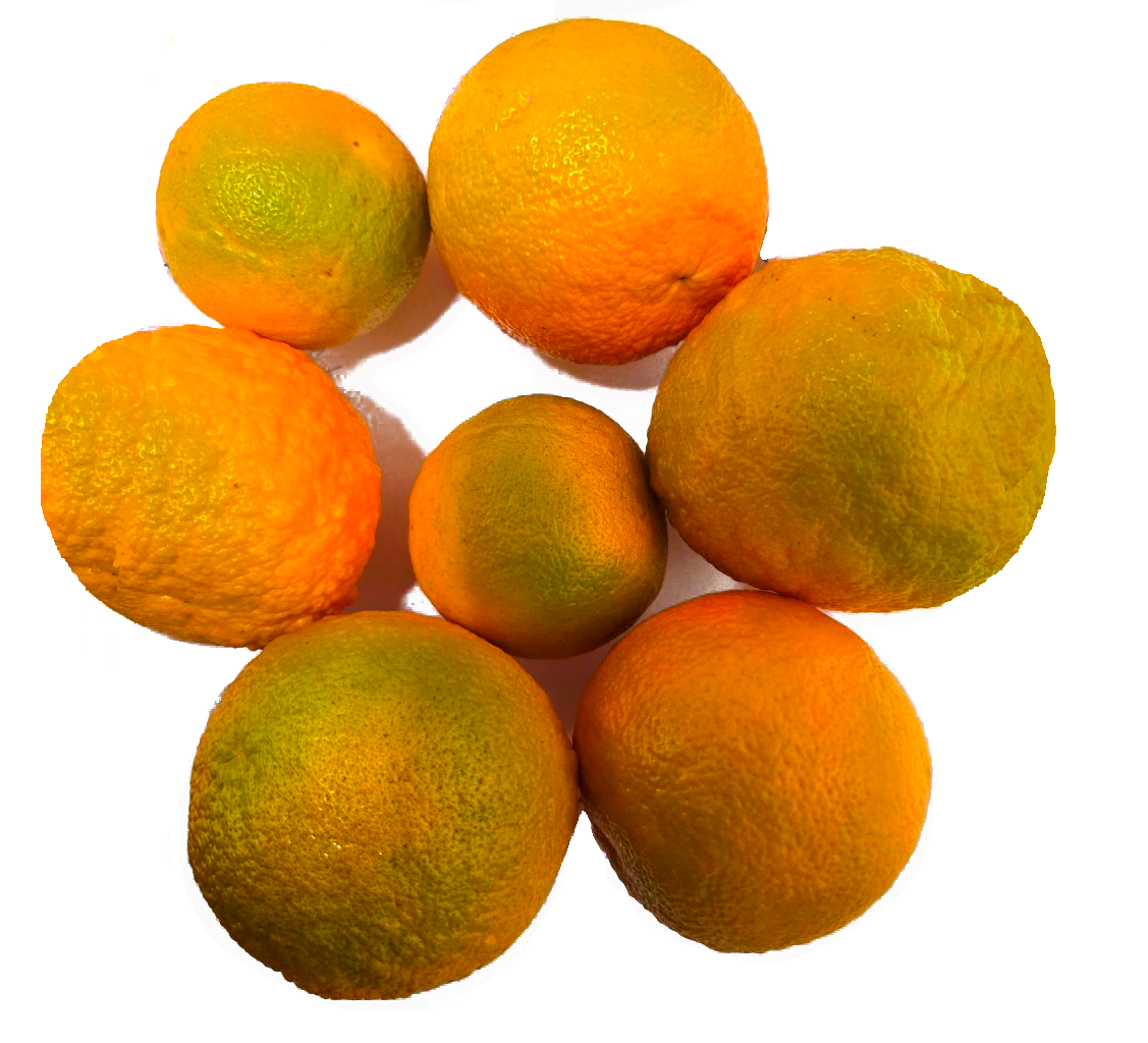 Seville Oranges - 5 Pounds with Shipping Included Pearson Ranch