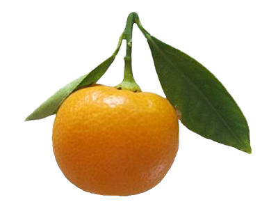 Calamondins - 5 Pounds with Shipping Included Pearson Ranch