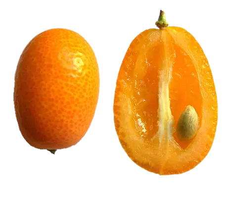 Orange colored Fukushu Kumquats. One cut in half to show a seed