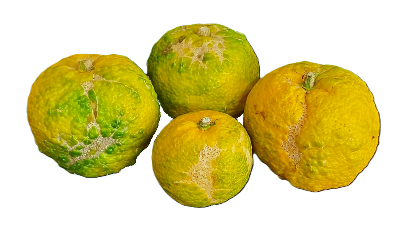 Choice Grade Yuzu - 4 Pounds - 4 Pounds with Shipping Included (5-12 ct.)