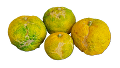 Choice Grade Yuzu - 1 Pound (2-5 ct.)