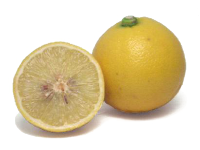 Bergamot Sour Oranges - 5 Pounds with Shipping Included