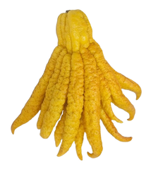 Buddha Hand Citron