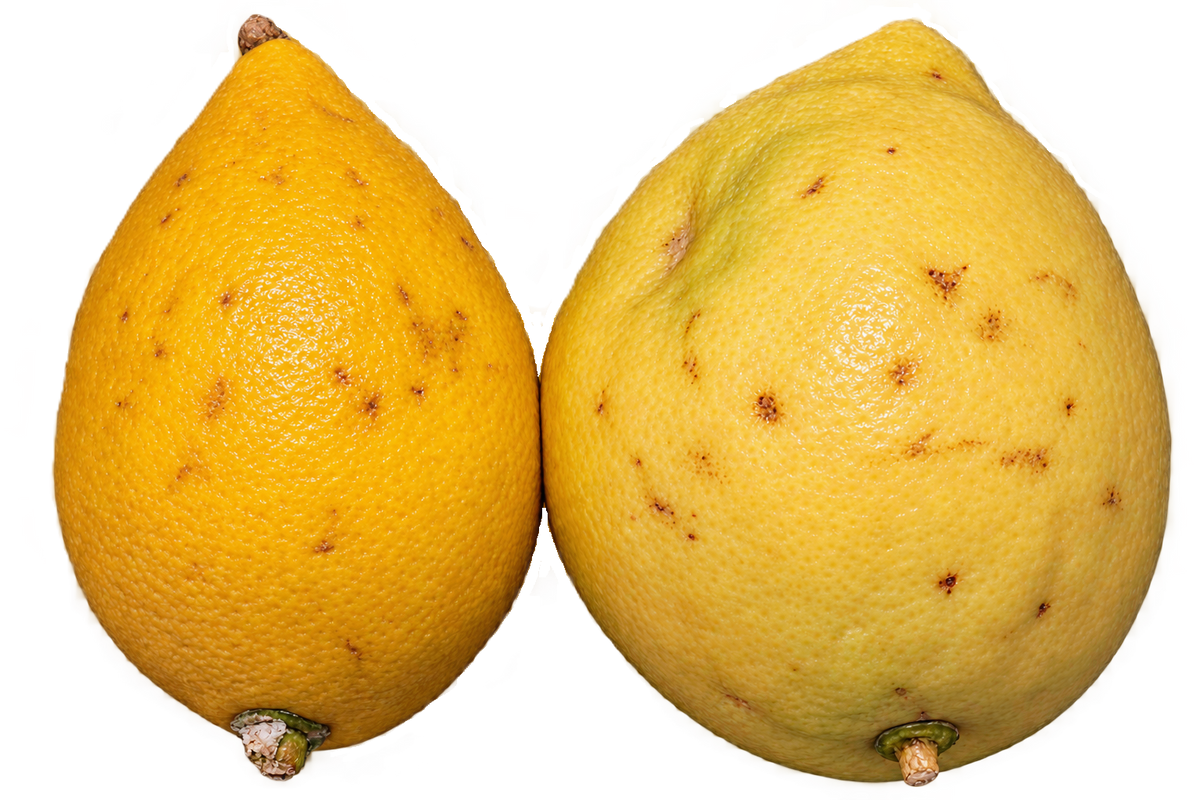 Etrog Citron CHOICE Grade - 1 Pound with Shipping Included (1-2 ct.) Pearson Ranch