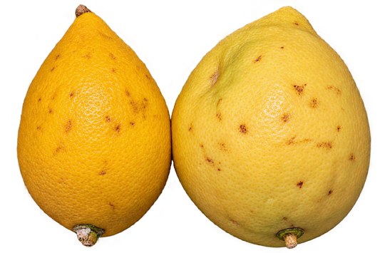 Etrog Citron CHOICE Grade - 1 Pound with Shipping Included (1-2 ct.) Pearson Ranch