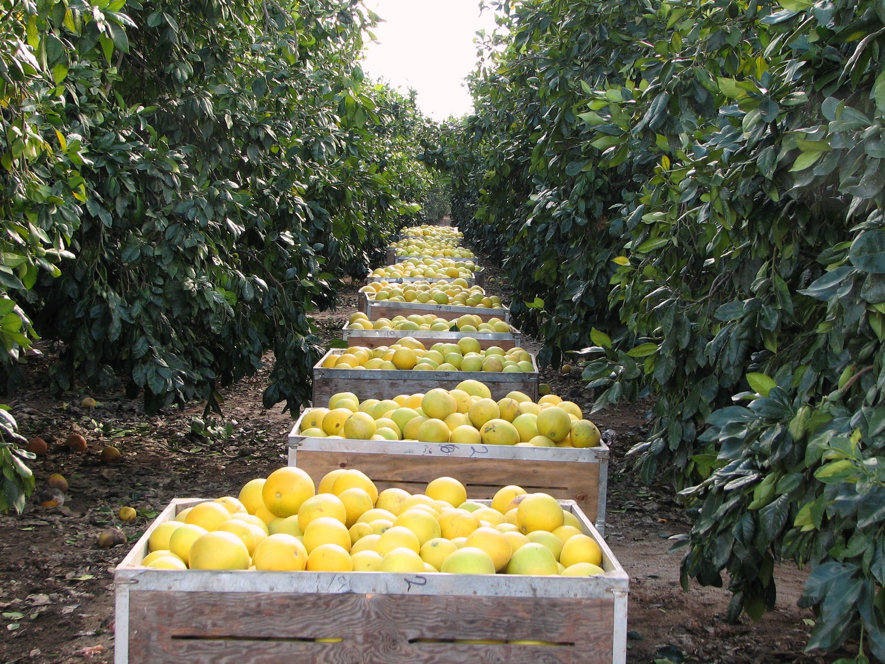 California Oranges, Navel & Valencia Oranges and Specialty Citrus ...