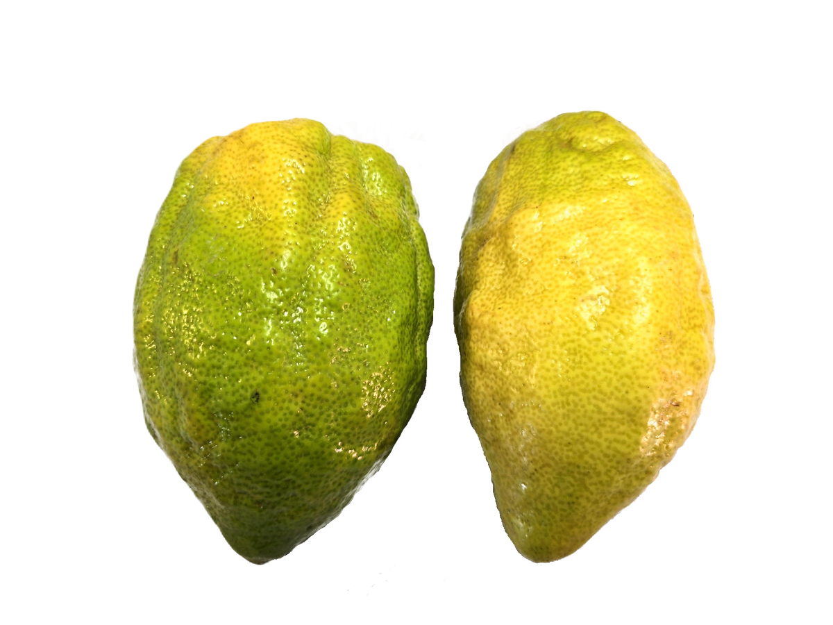 Etrog Citron - 1 Pound with Shipping Included (1-2 ct.) Pearson Ranch