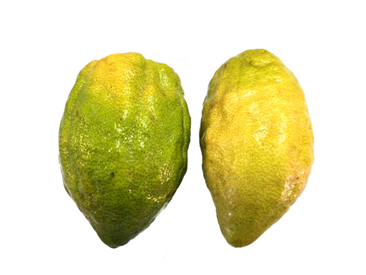 Etrog Citron - 1 Pound with Shipping Included (1-2 ct.) Pearson Ranch
