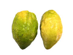 Etrog Citron - 1 Pound with Shipping Included (1-2 ct.)