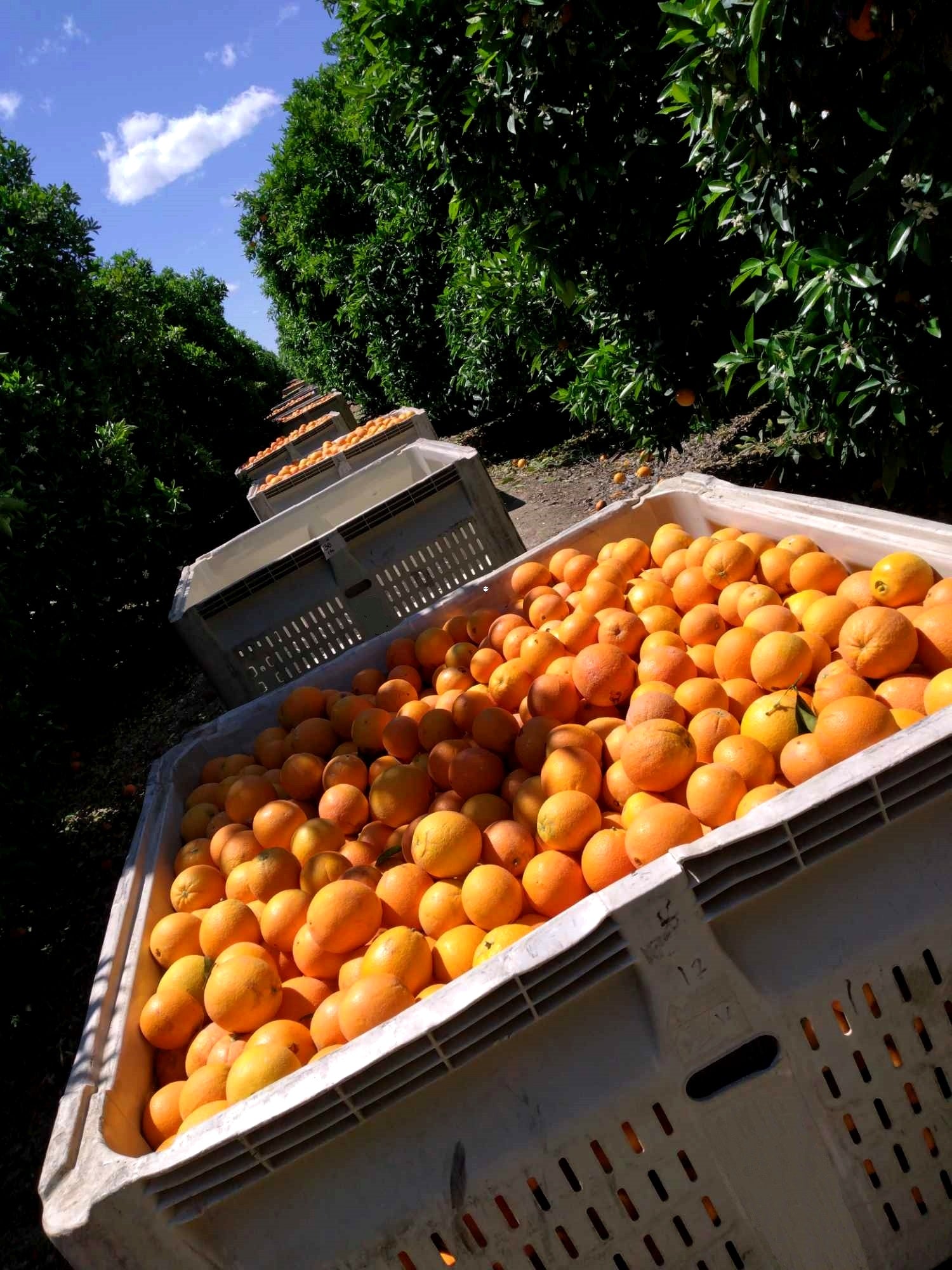 California Oranges, Navel & Valencia Oranges and Specialty Citrus ...