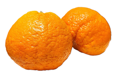 Shasta Gold Mandarins - 5 Pounds with Shipping Included