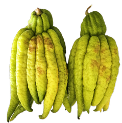 Buddha Hand Citron CHOICE Grade