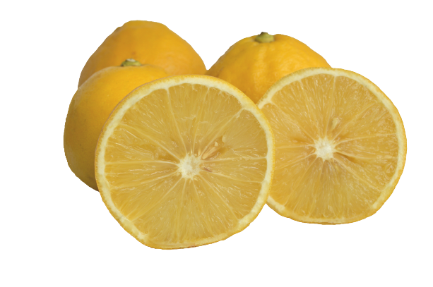 Bergamot Sour Oranges - 5 Pounds with Shipping Included