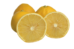 Bergamot Sour Oranges - 5 Pounds