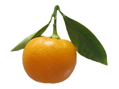 Calamondins - 5 Pounds