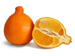 Honeybell Minneolas - 10 Pounds