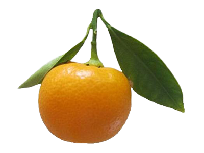 Calamondin Calamansi citrus from Pearson Ranch